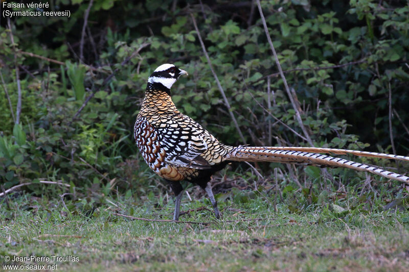 Reeves's Pheasant female adult