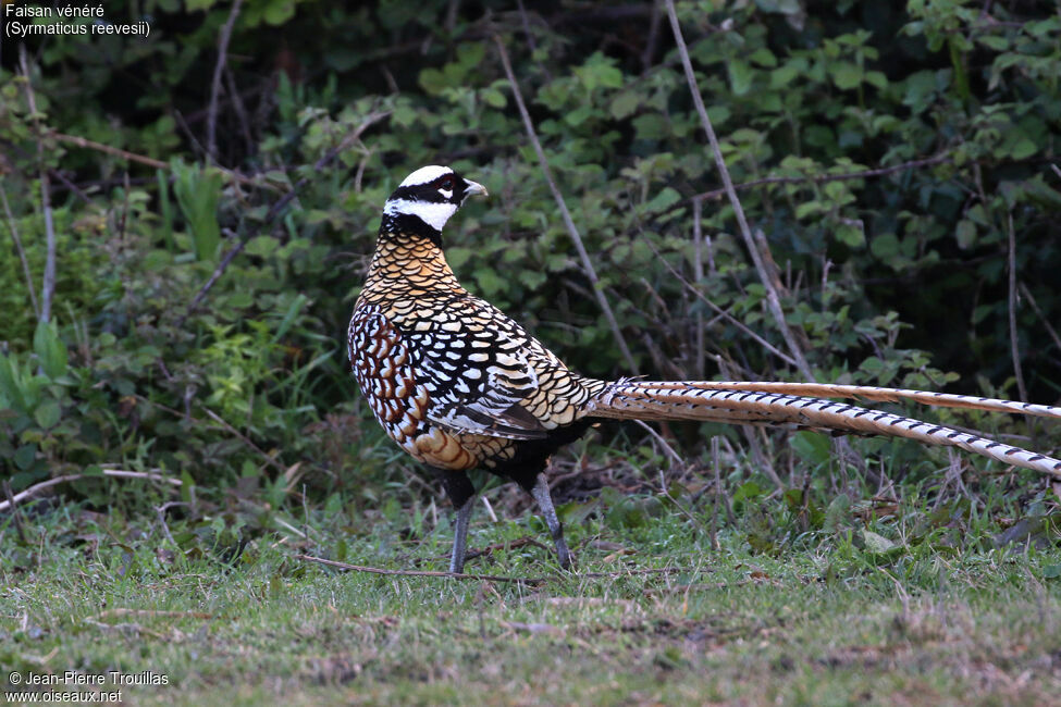 Reeves's Pheasant female adult