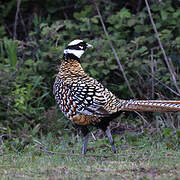 Reeves's Pheasant