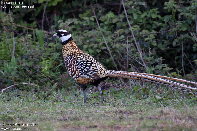 Reeves's Pheasant female adult