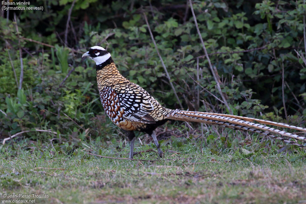 Reeves's Pheasant female adult