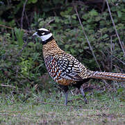 Reeves's Pheasant