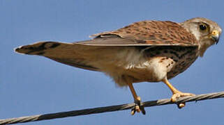 Common Kestrel