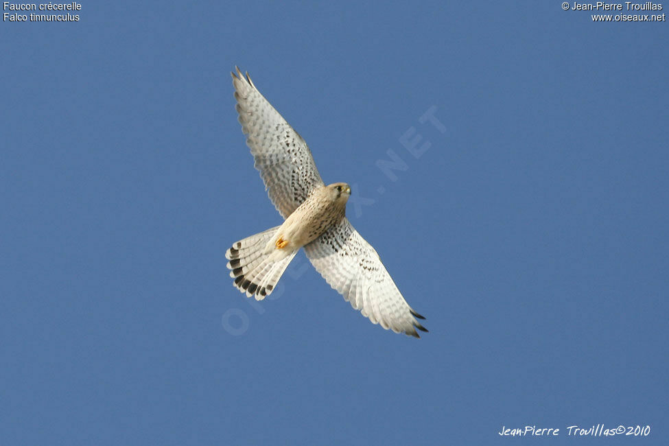 Common Kestrel