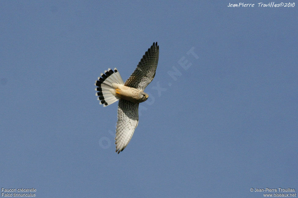 Common Kestrel