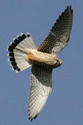 Common Kestrel