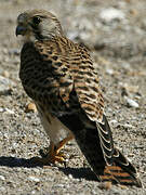 Common Kestrel