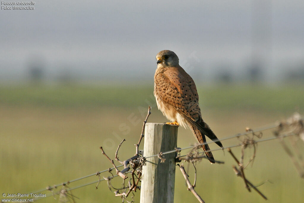 Common Kestrel