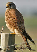 Common Kestrel