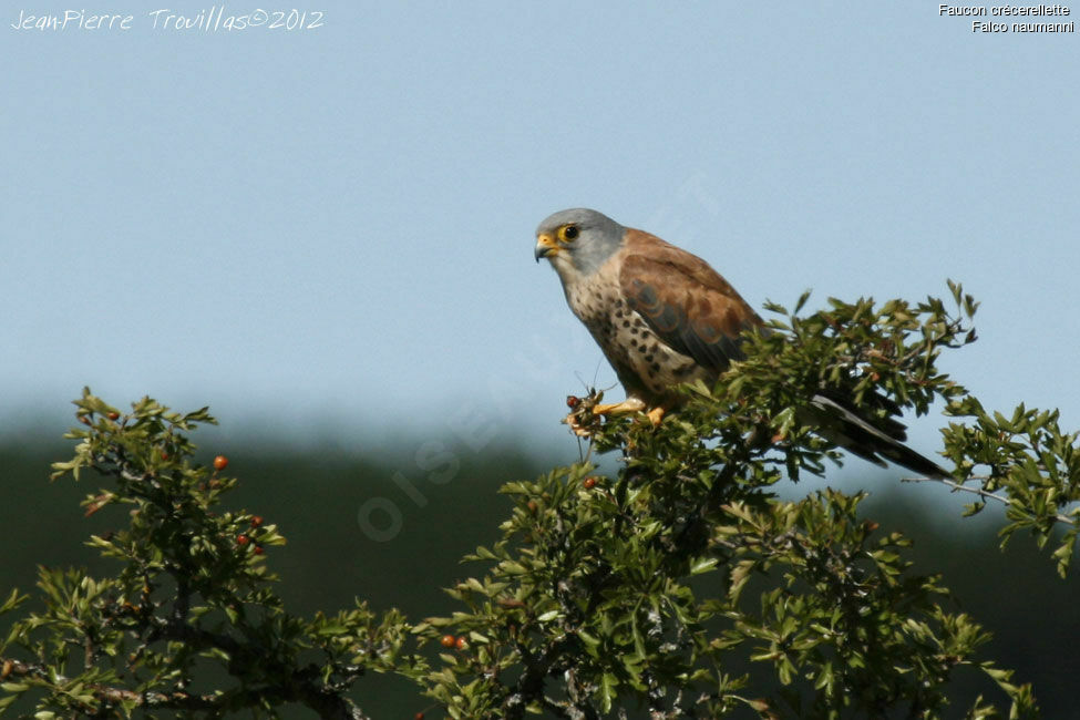 Lesser Kestrel male adult, feeding habits