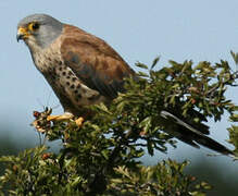 Lesser Kestrel