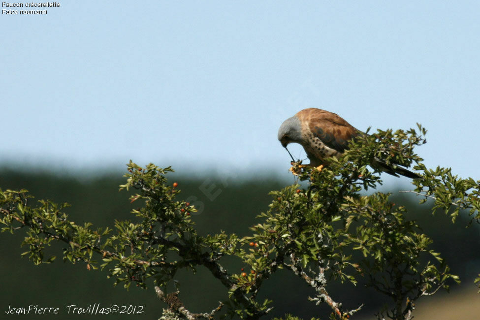 Lesser Kestrel male adult