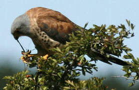 Lesser Kestrel