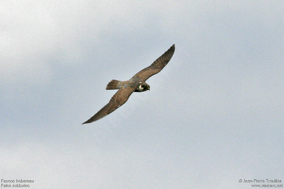 Eurasian Hobby