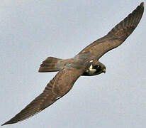 Eurasian Hobby