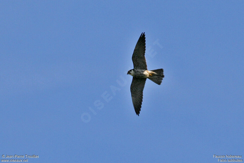 Eurasian Hobby