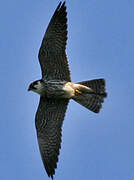 Eurasian Hobby