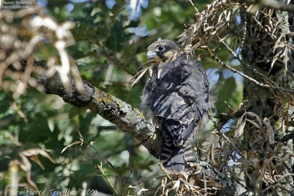 Eurasian Hobbyjuvenile