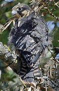 Eurasian Hobby