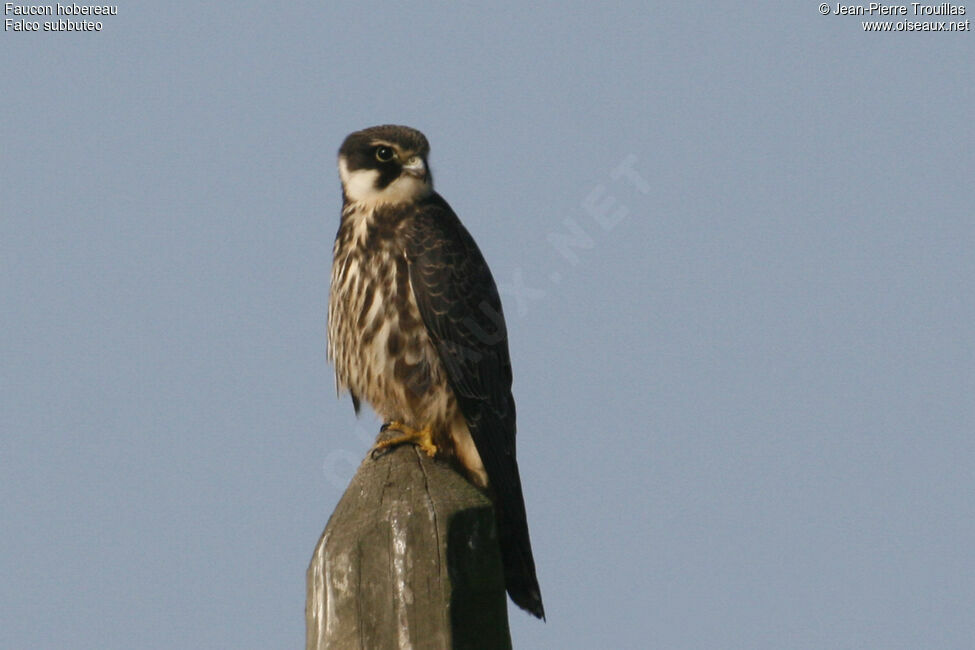 Eurasian Hobby