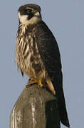 Eurasian Hobby