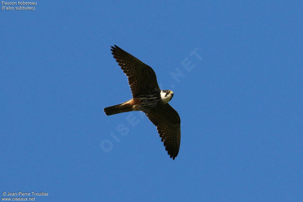 Eurasian Hobby