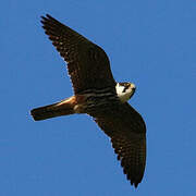 Eurasian Hobby