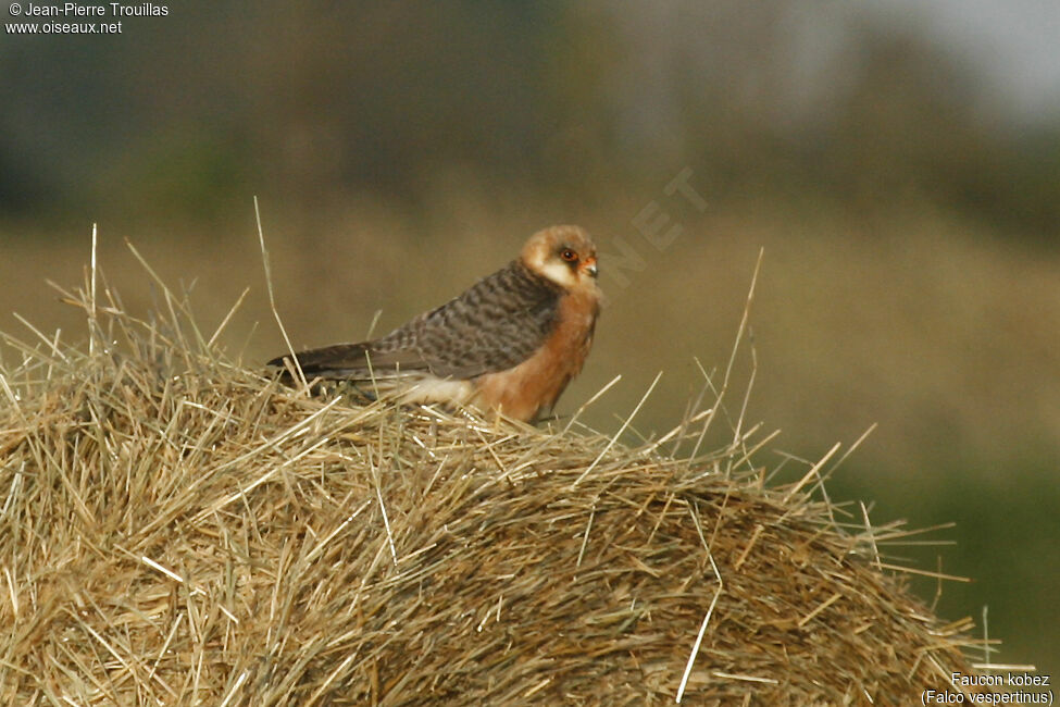 Red-footed Falcon female