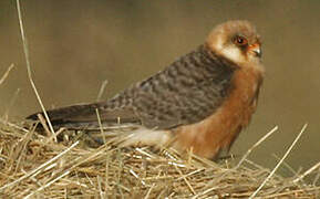 Red-footed Falcon