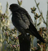 Red-footed Falcon