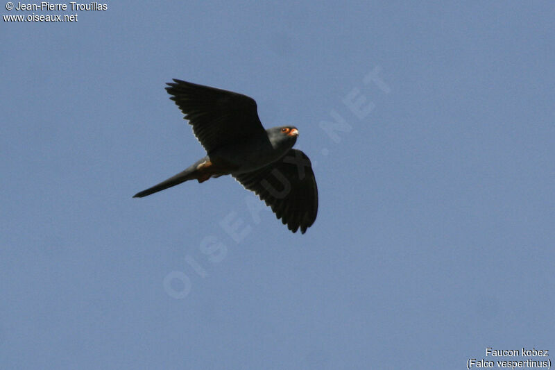 Red-footed Falcon male