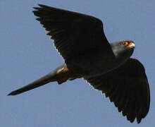 Red-footed Falcon