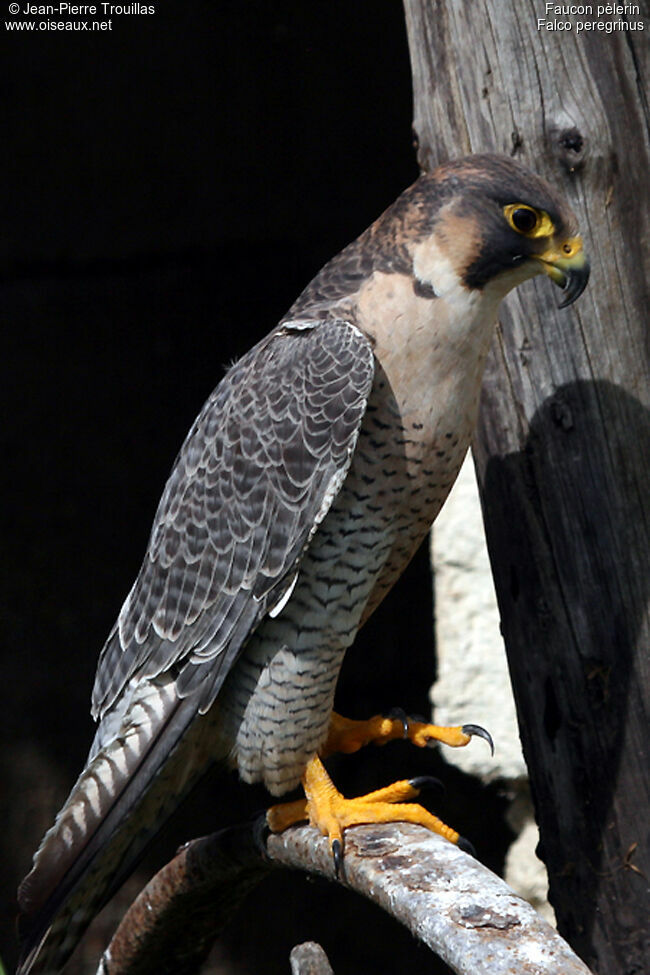 Peregrine Falcon