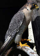 Peregrine Falcon