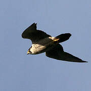 Peregrine Falcon