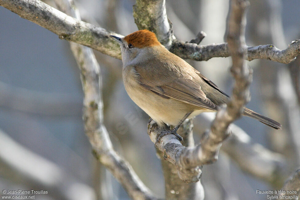 Eurasian Blackcap female adult