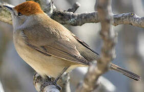 Eurasian Blackcap