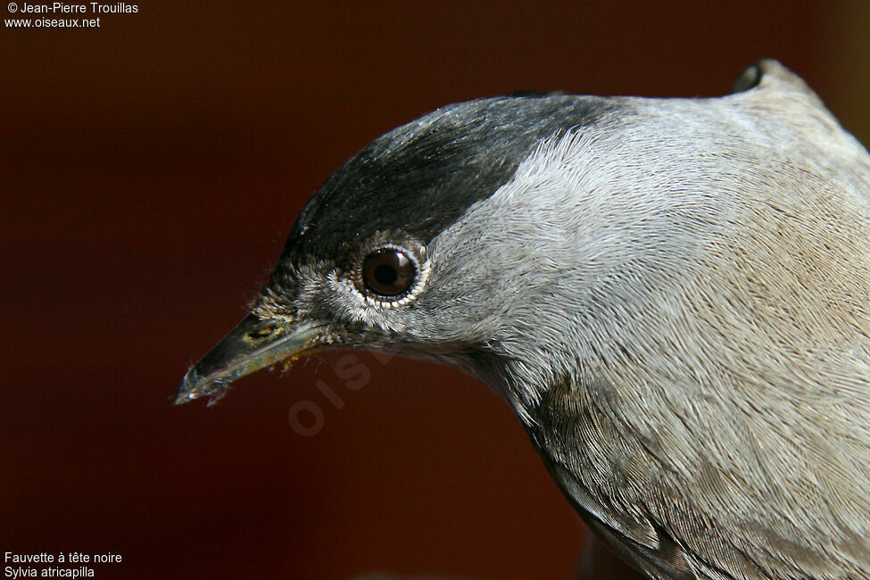 Eurasian Blackcap male