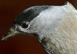 Eurasian Blackcap