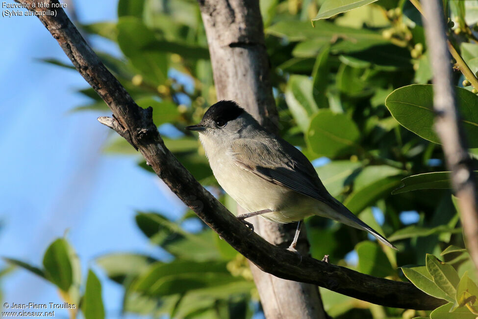 Eurasian Blackcap male adult