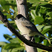 Eurasian Blackcap