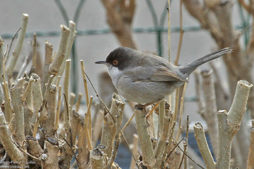 Sardinian Warbler male Second year, identification