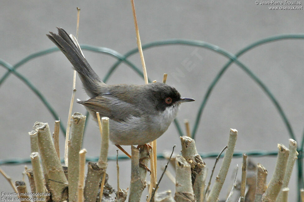 Sardinian Warbler