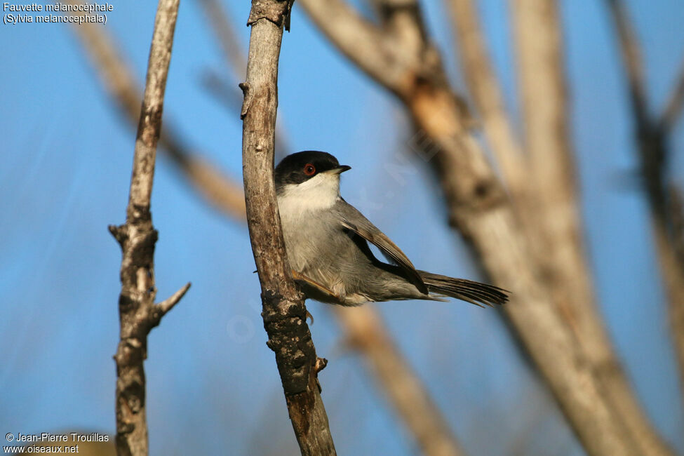 Sardinian Warbler