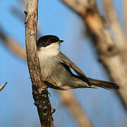 Sardinian Warbler