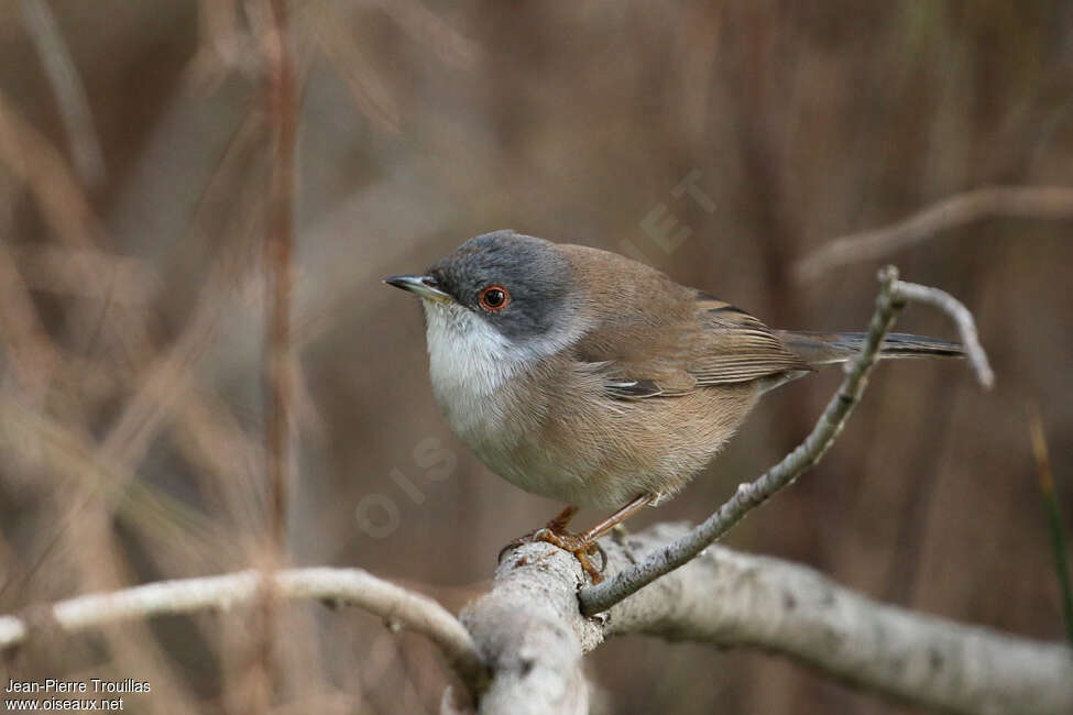 Fauvette mélanocéphale femelle adulte, identification