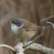 Sardinian Warbler