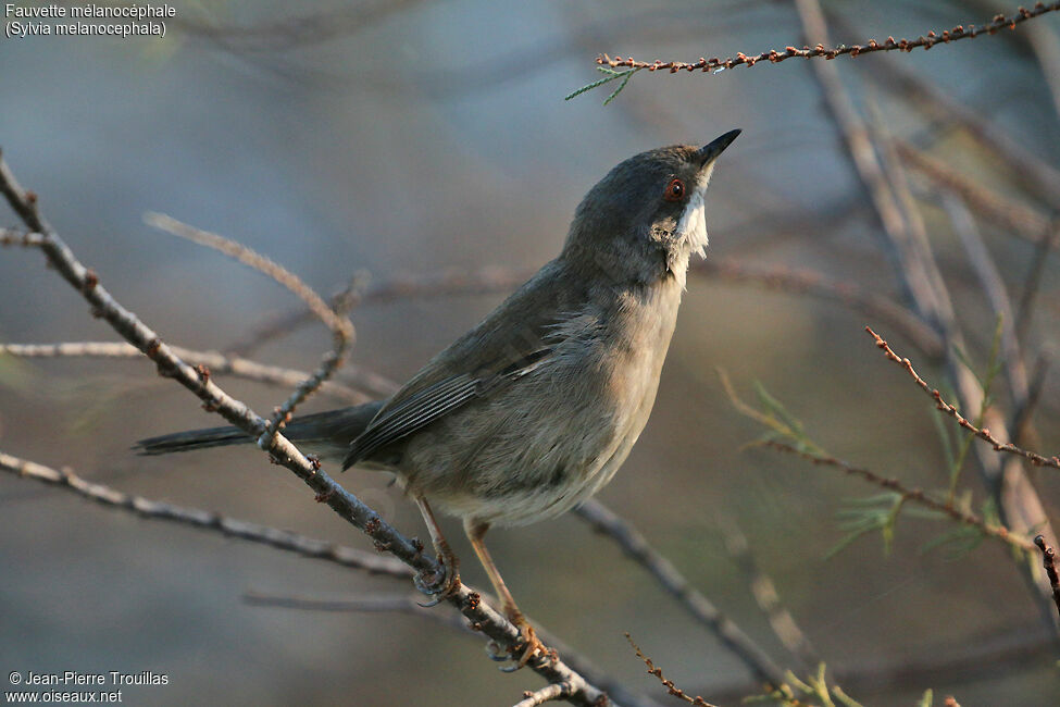 Sardinian Warbler