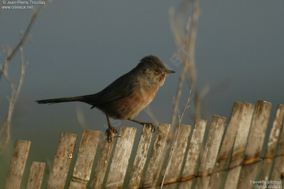 Dartford Warbler