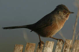 Dartford Warbler